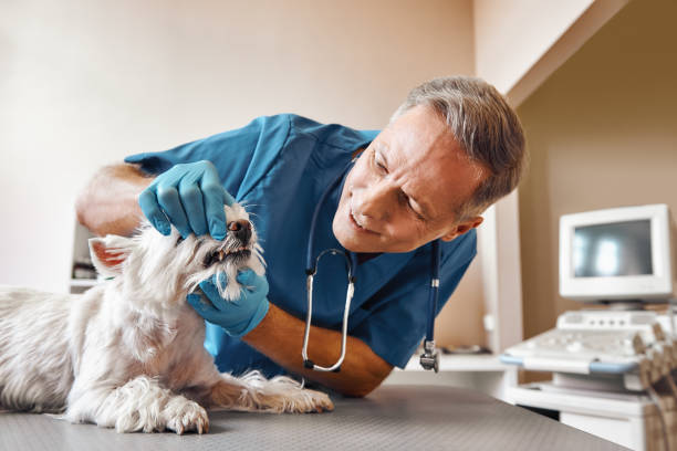 Best Emergency Dental Care for Broken or Chipped Teeth in Huachuca City, AZ